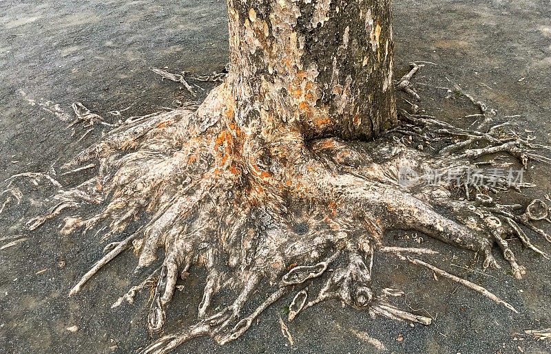 根和树干的keyaki (Zelkova serrata)在一个公园